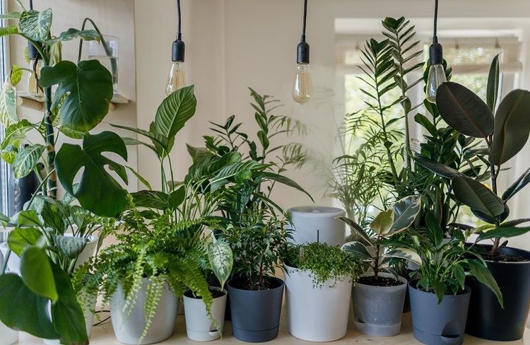 Comment avoir des plantes gratuites chez soi : 5 conseils malins