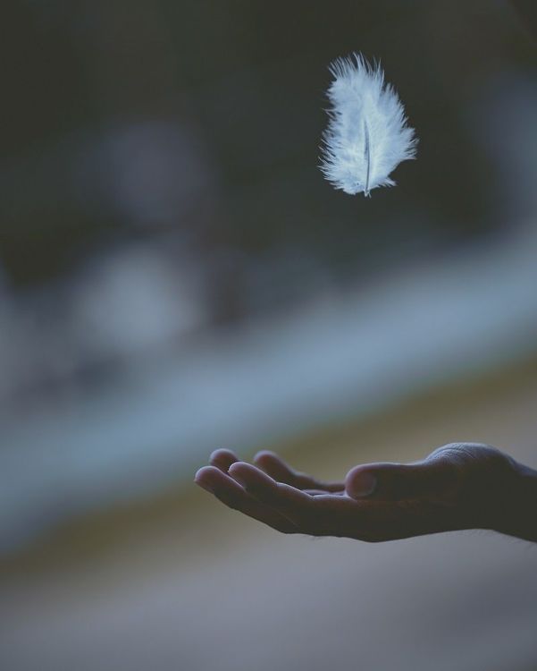 plume-blanche-main