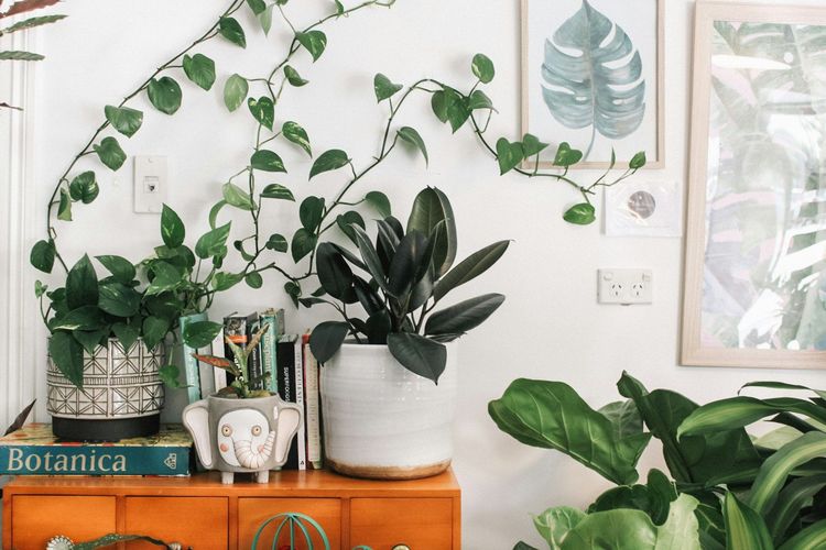 Quelles plantes pour purifier l'air intérieur ?