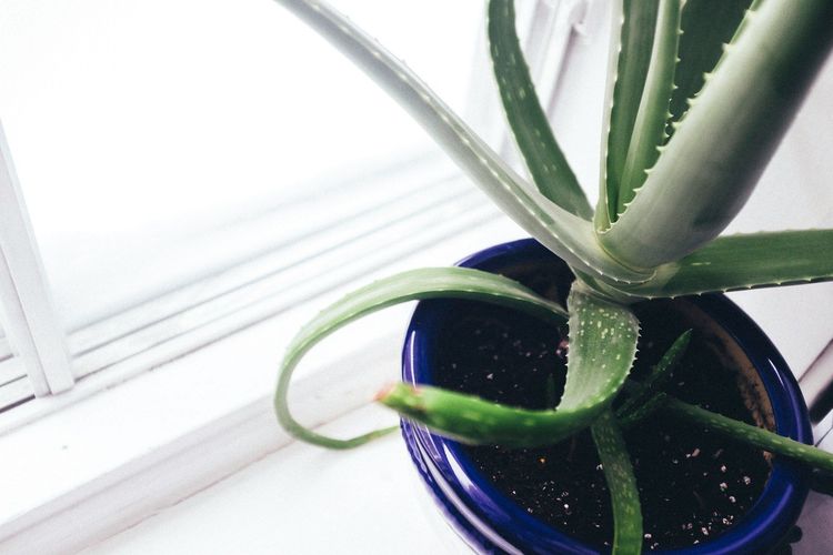 Comment utiliser l'aloe vera pour apaiser coups de soleil et piq&ucirc;res de moustique de fa&ccedil;on naturelle ?