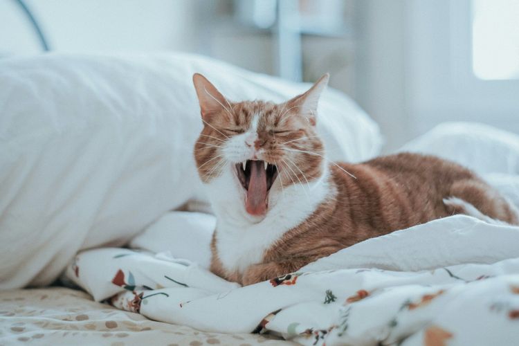Pourquoi je ne peux pas m'empêcher de bâiller ?