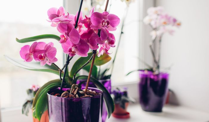 orchidee-rose-blanche