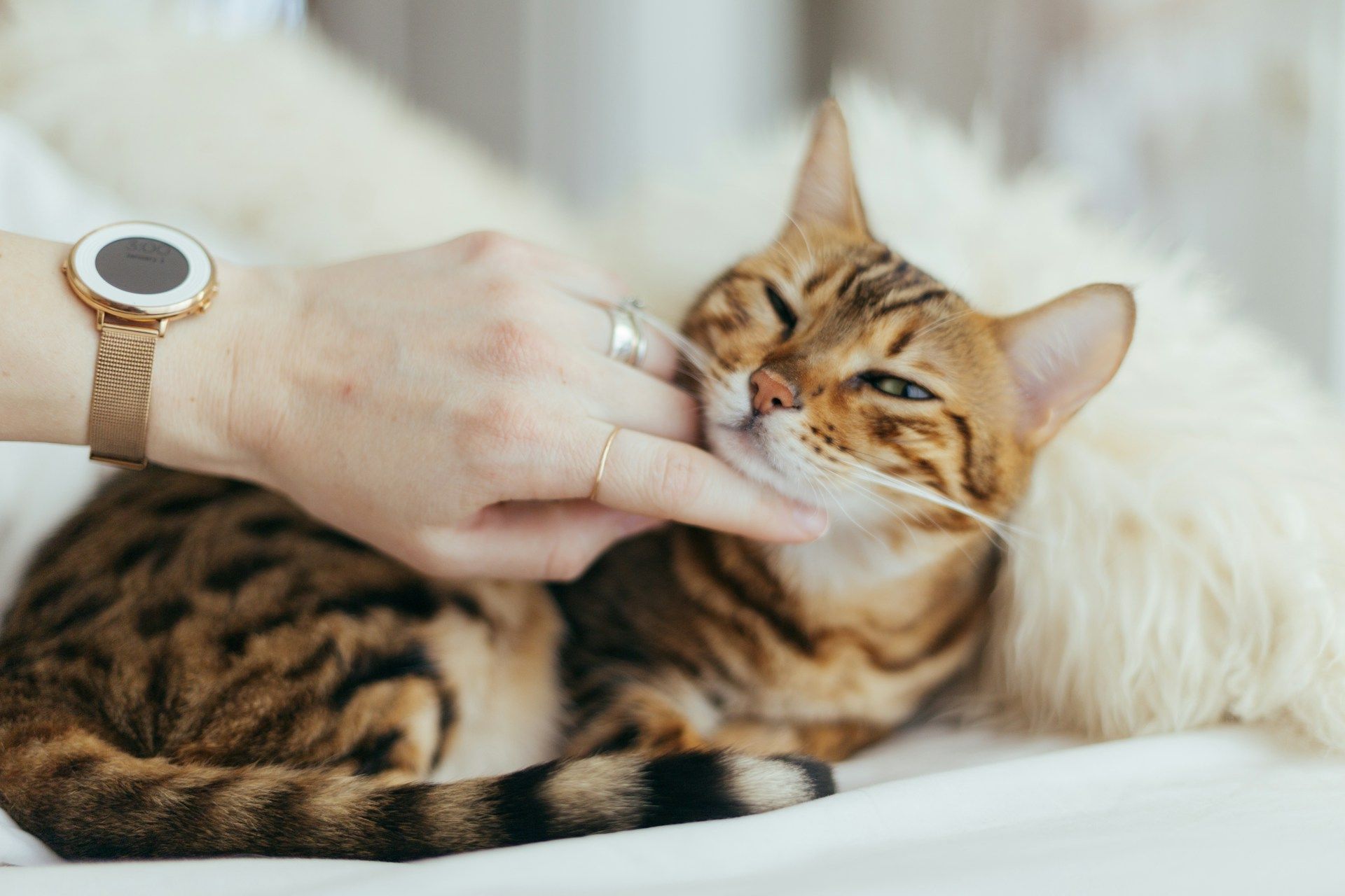 Est-ce que les chats préfèrent les femmes ou les hommes ?