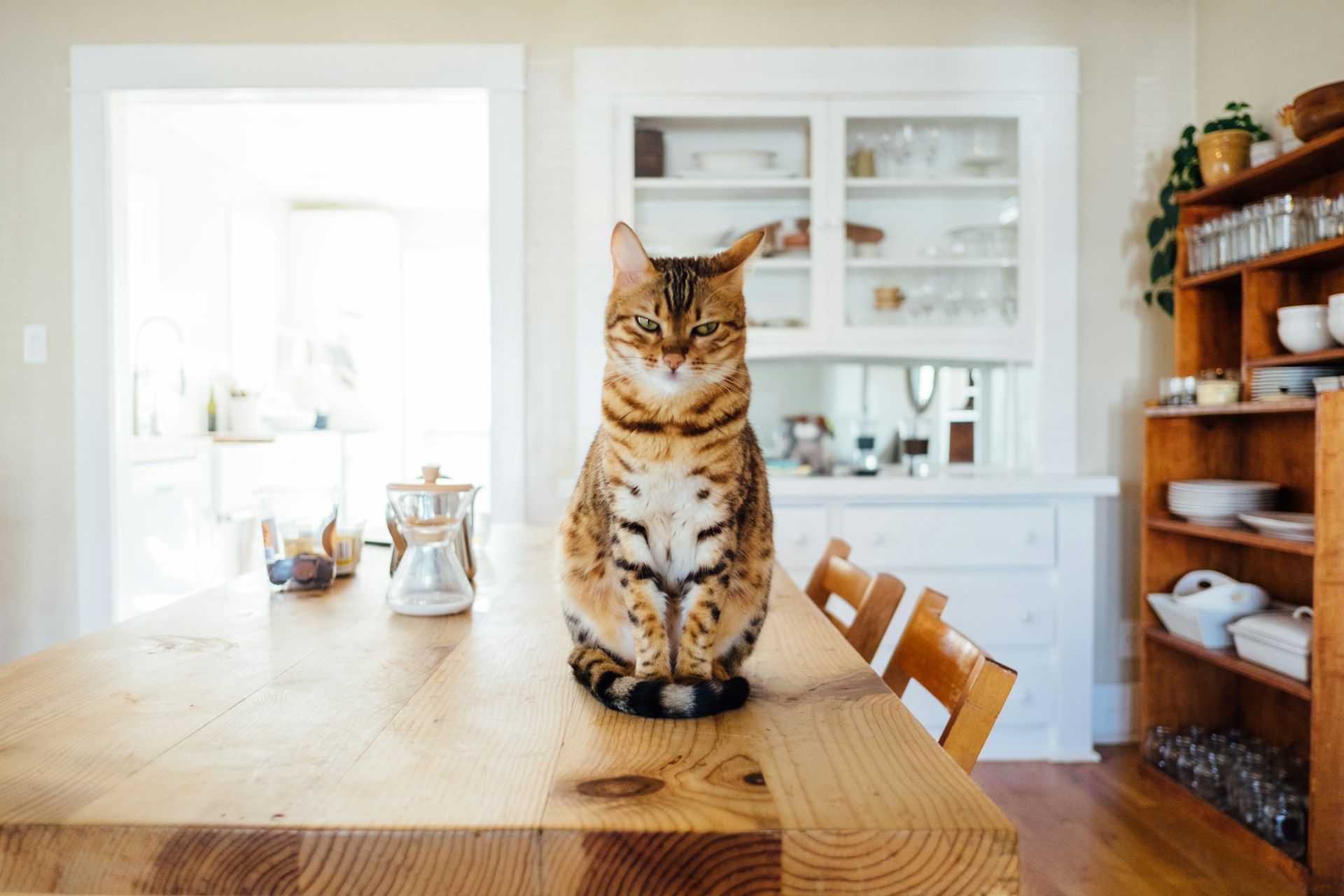 Comment notre chat sait où on est ?