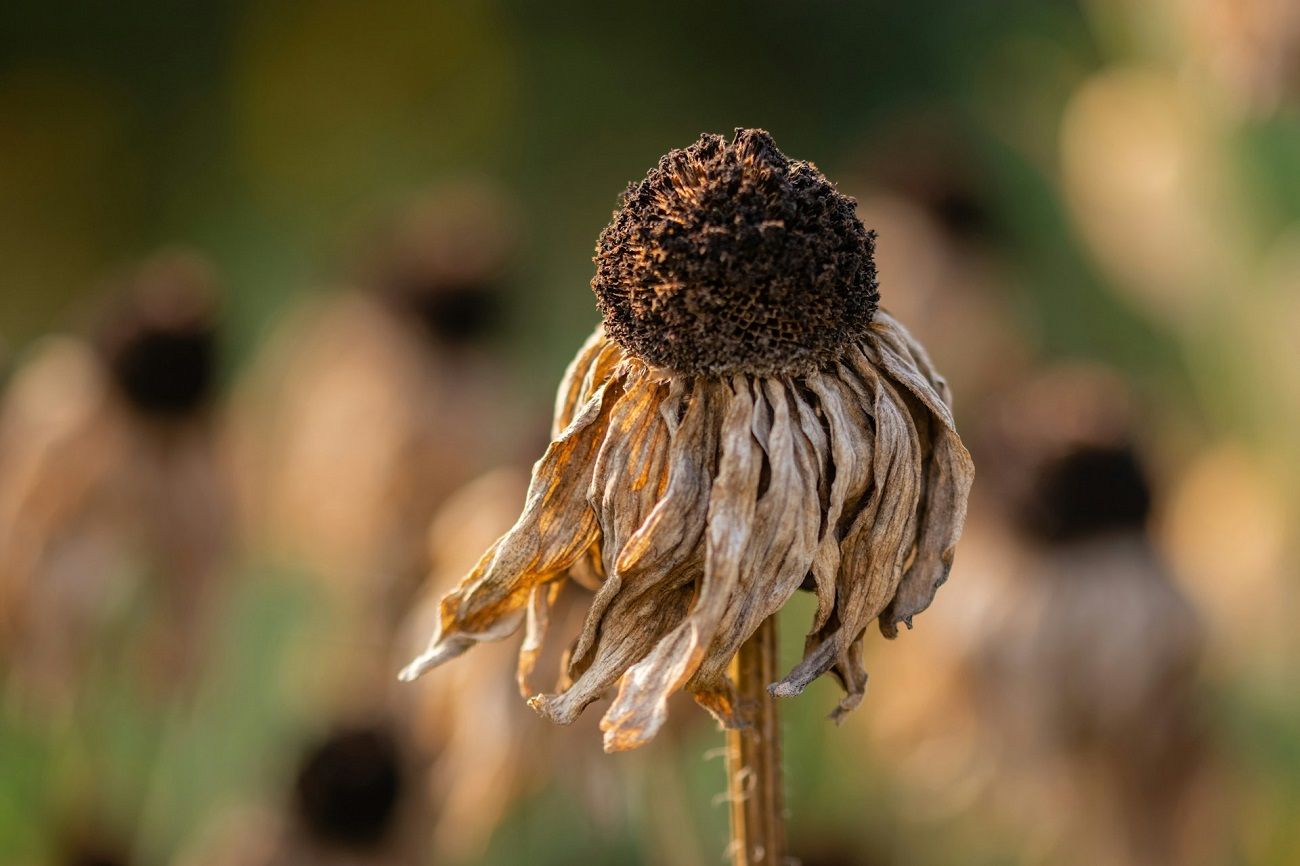 Canicule 2025 : ces deux départements en alerte maximale face à des vagues de chaleur record