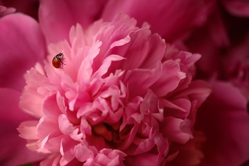 pivoine-coccinelle-fleur
