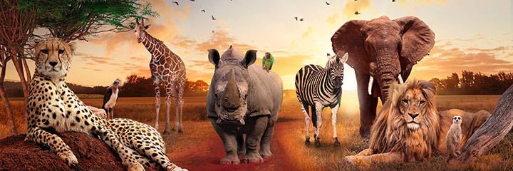 planete-sauvage-savane