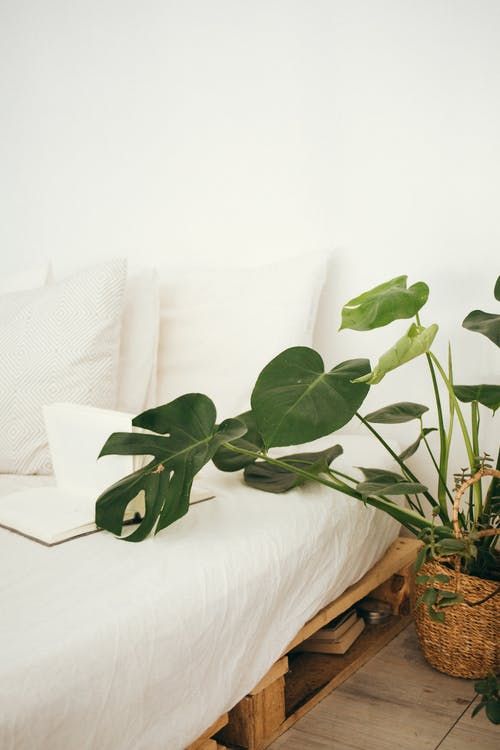 plante-lit