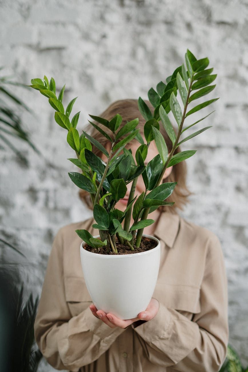 plante-verte
