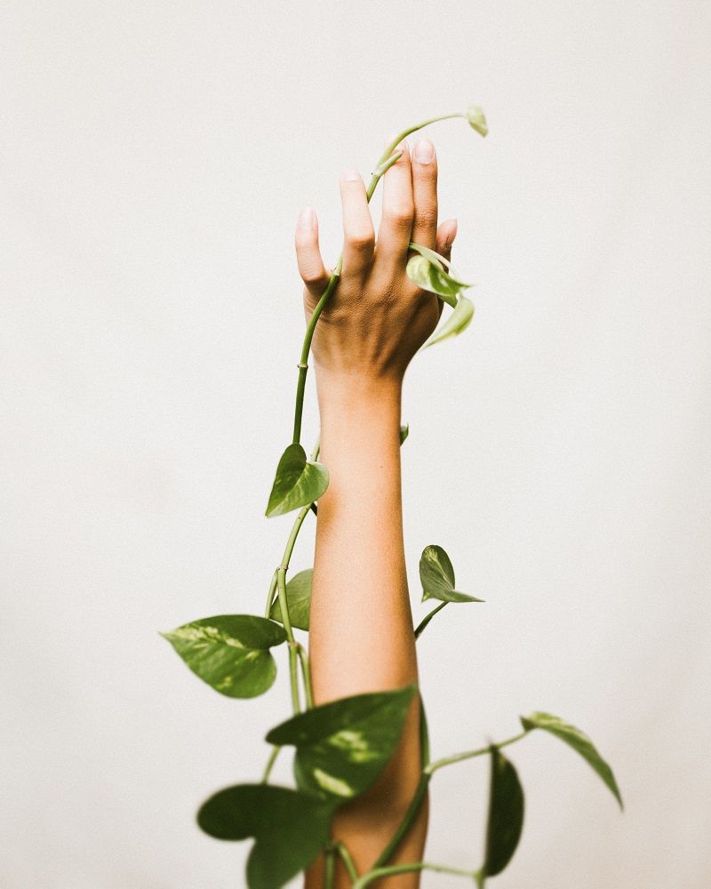 plante-verte-qui-grimpe-sur-un-bras