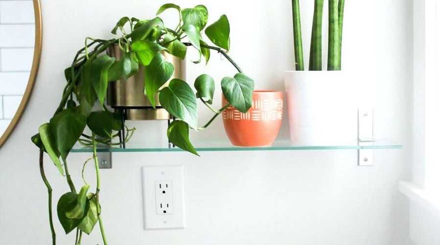 Quelles meilleures plantes pour la salle de bain ?