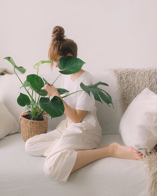 plantes-vertes