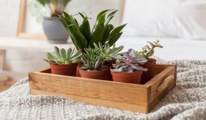 Mes plantes vertes ont-elles besoin d'eau ?