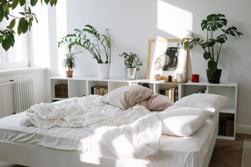 Quelles plantes vertes dans une chambre ?