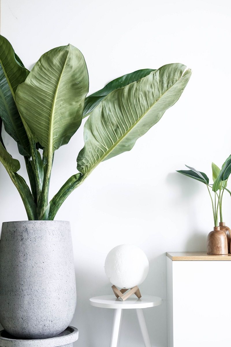 plantes-vertes-en-pot