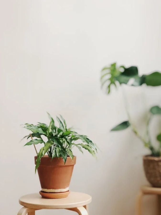 plantes-vertes-en-pot