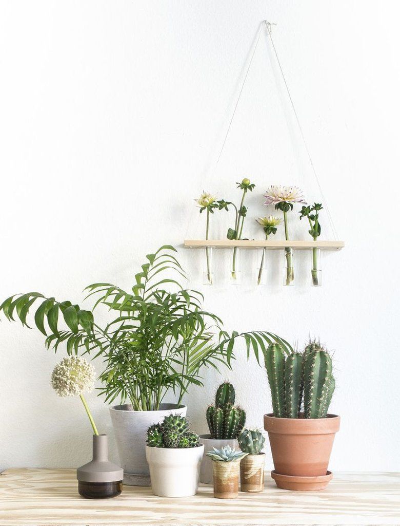 plantes-vertes-interieur