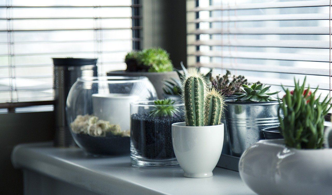 plantes-vertes-interieur