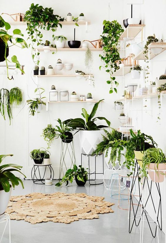plantes-vertes-salon