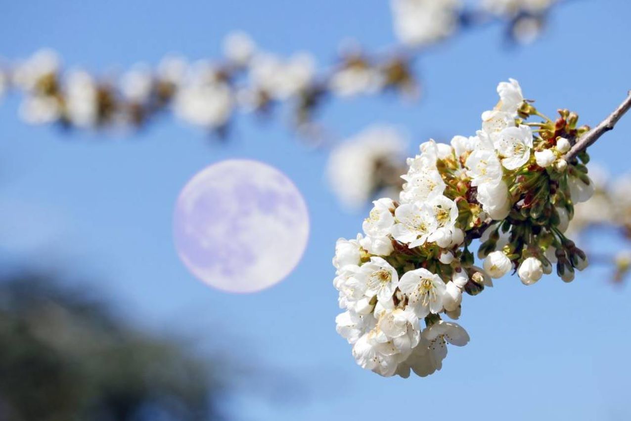Pleine lune des fleurs du 1er mai : ce détail rare qui va rendre le ciel de mai encore plus fascinant