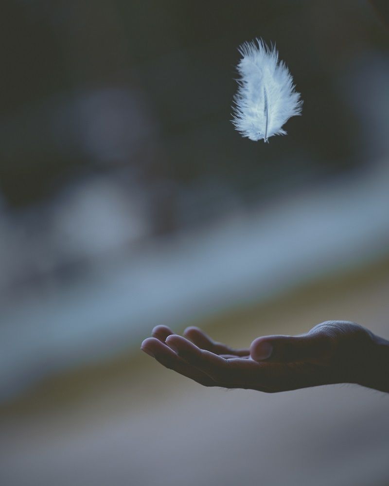 plume-blanche-main