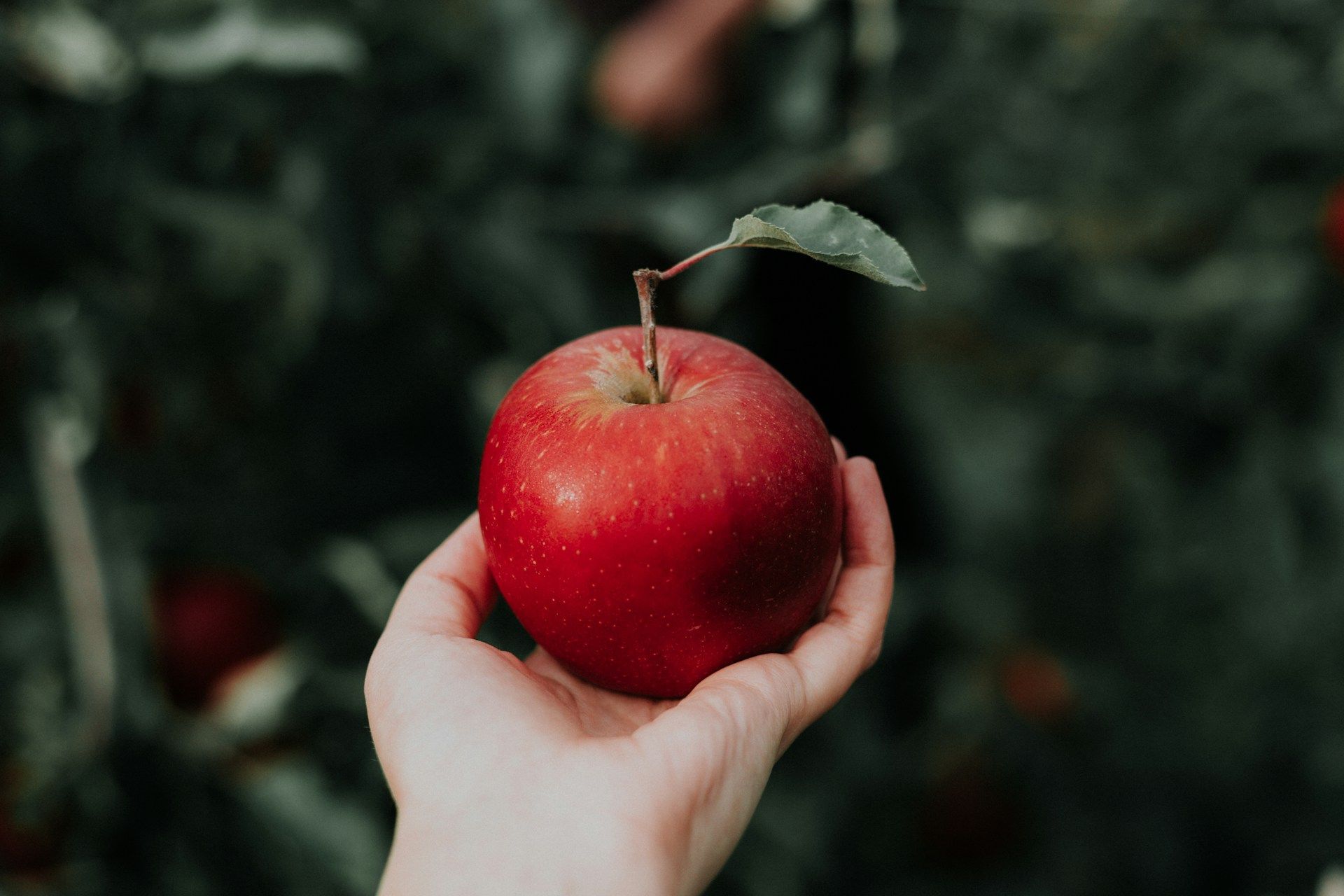 Manger une pomme tous les jours : les avantages.