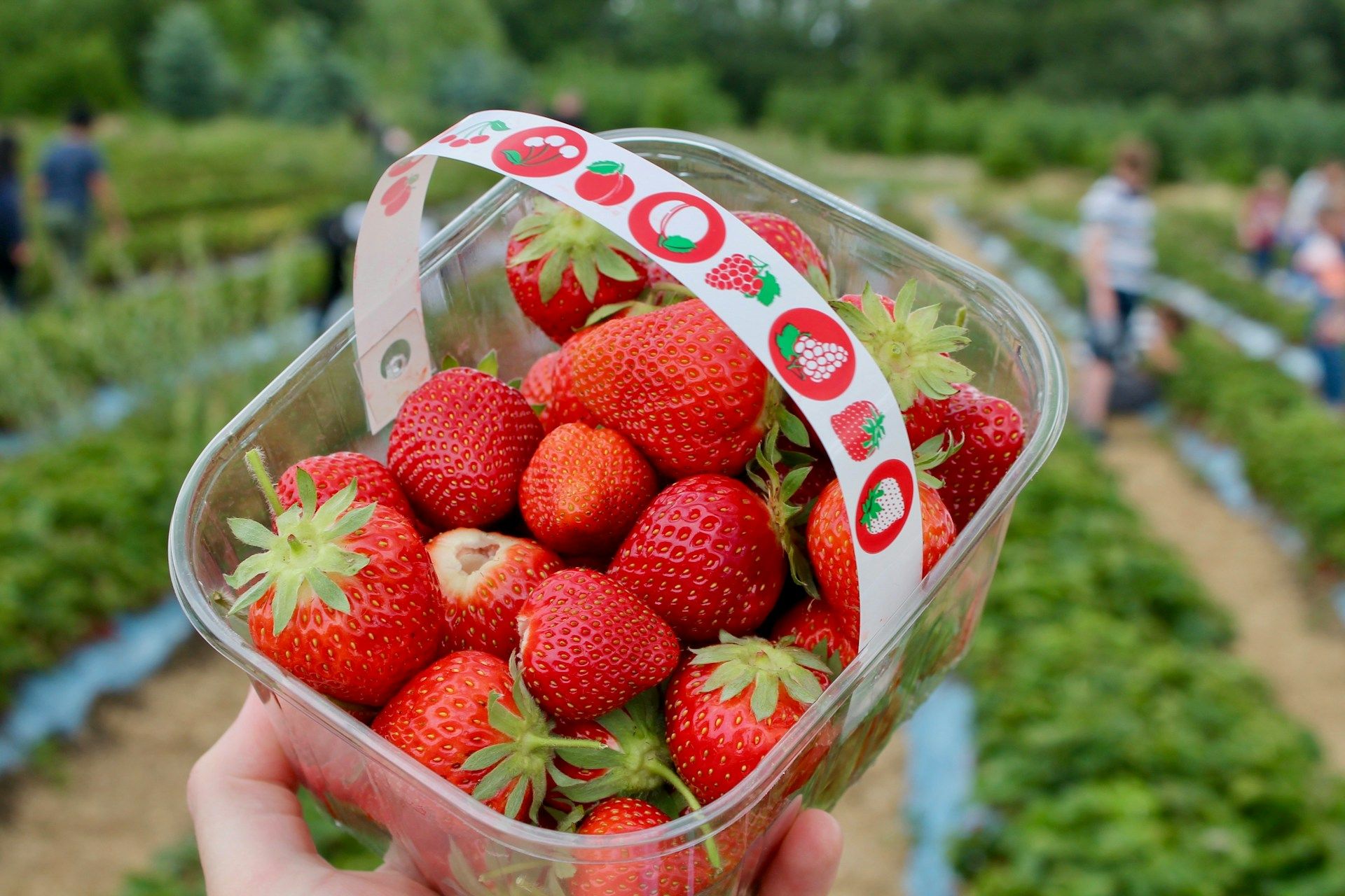 Comment bien choisir les fraises ?