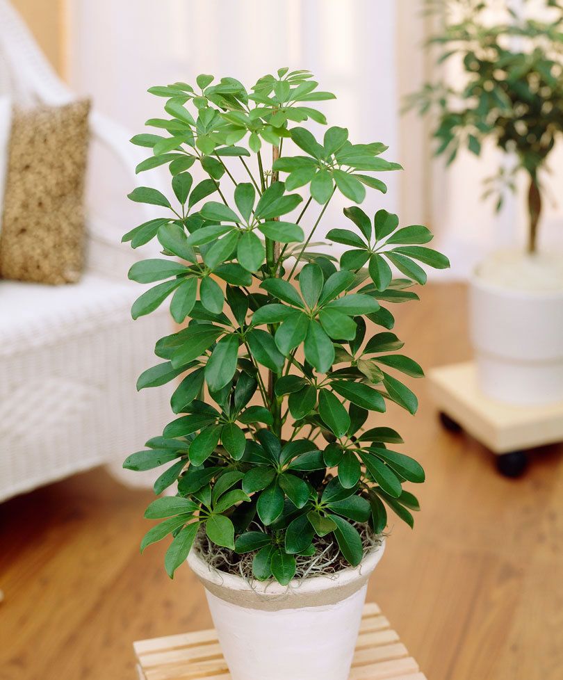 schefflera-plante-interieur