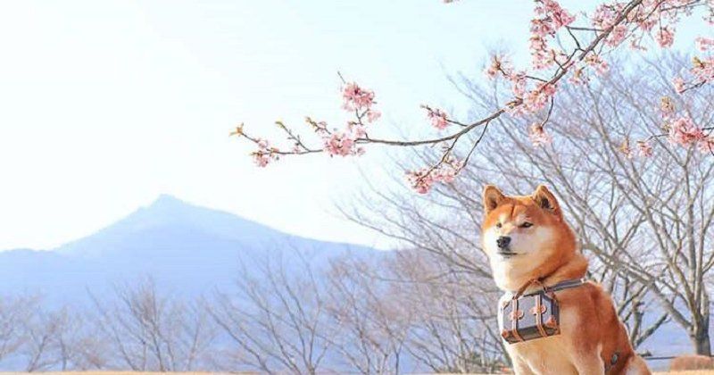 shiba10