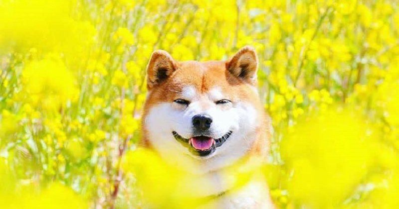 shiba12