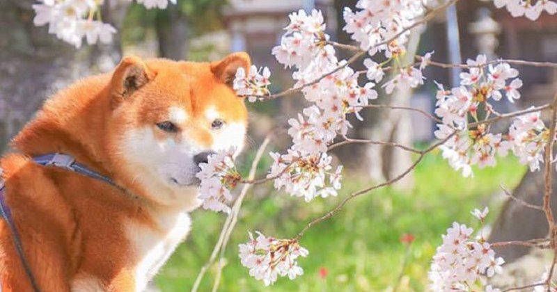 shiba13