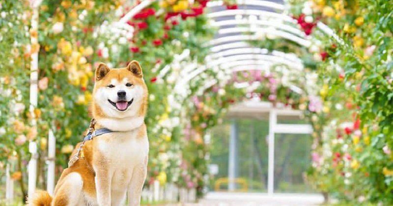 shiba14
