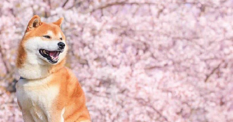 shiba1