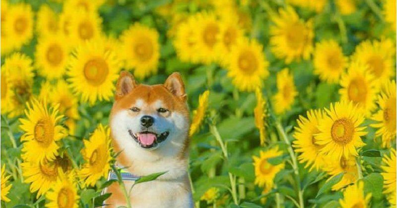 shiba2