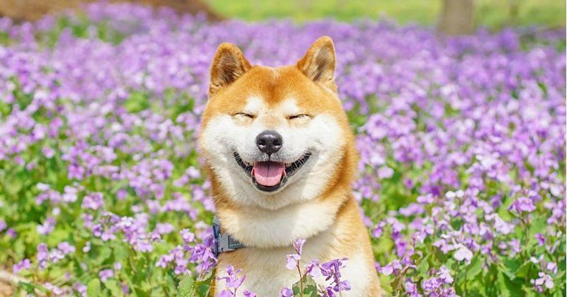 shiba4