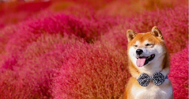 shiba5