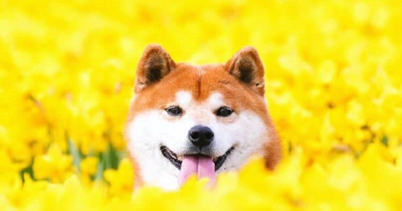 shiba9