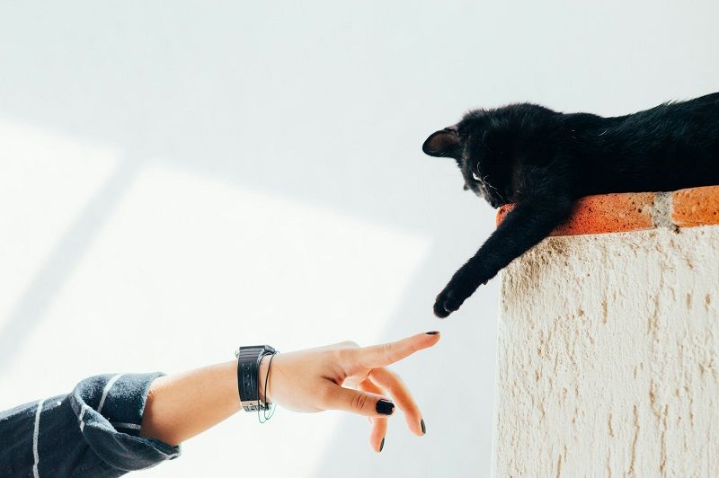 Adorer son animal de compagnie : signification