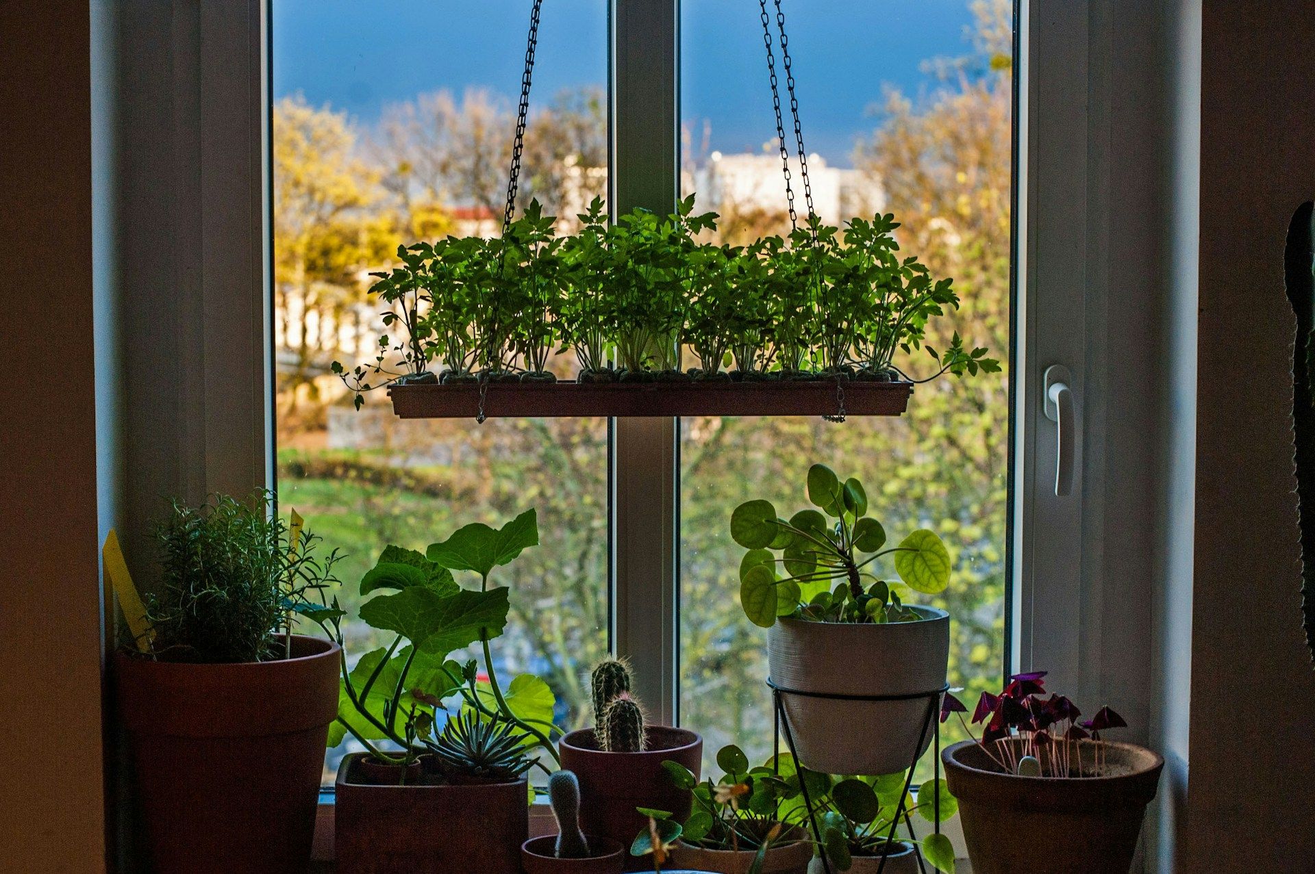 Les conseils et choses &agrave; &eacute;viter pour ne pas faire mourir ses plantes