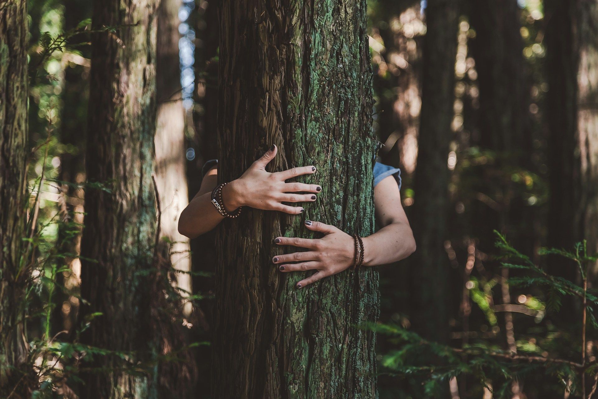 Faire un câlin à un arbre : pourquoi c'est bon pour le moral.