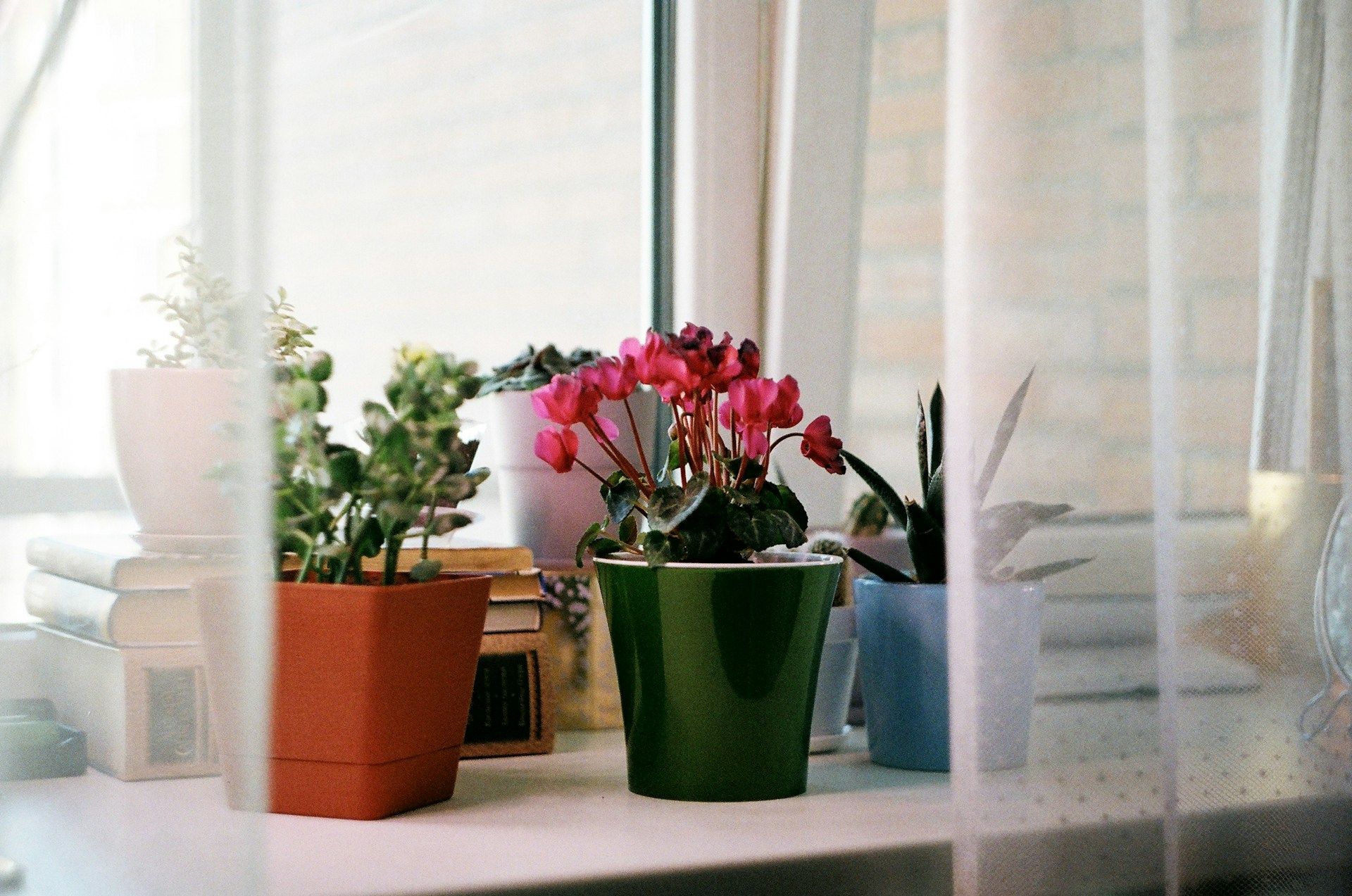 Comment garder ses plantes en vie pendant les vacances : les astuces efficaces.