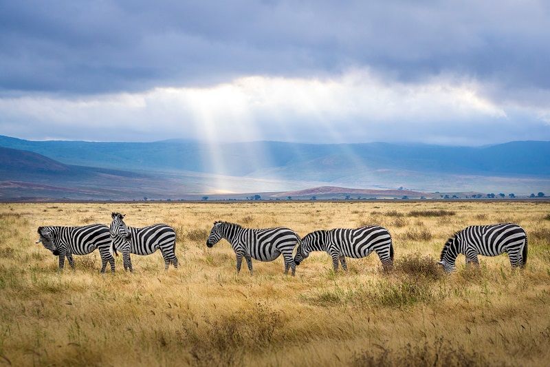 zebres-tanzanie-arusha